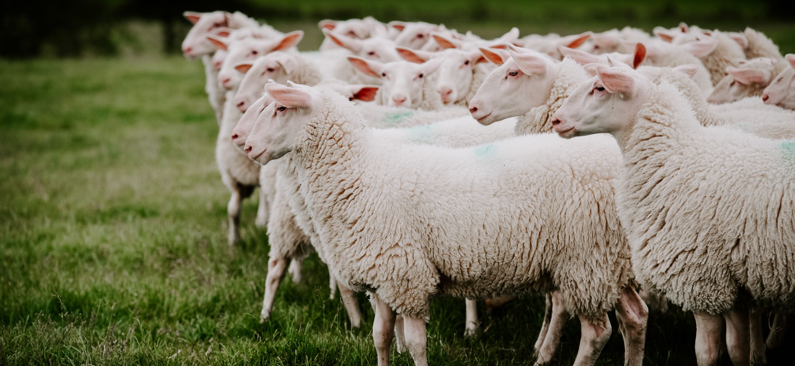 Six Health Advantages of Sheep Milk